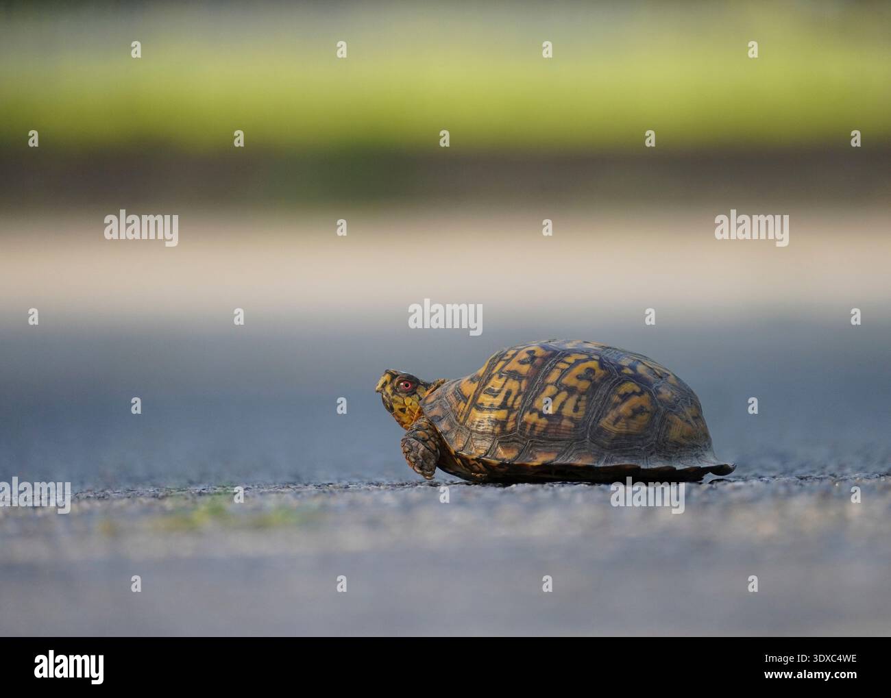 Una tartaruga scatolata cattura un po' di sole mattutino sulla strada che conduce alla costa orientale del Virginia National Wildlife Refuge Visitor Center. Box Turtle è il nome comune di diverse specie di tartaruga. Può riferirsi a quelle del genere Cuora o Pyxidea, che sono le tartarughe a scatola asiatiche, o più comunemente a specie del genere Terrapene, le tartarughe a scatola nordamericane. Sono in gran parte caratterizzate da un guscio a forma di cupola, che è incernierato sul fondo, consentendo all'animale di chiudere saldamente il guscio per sfuggire ai predatori. Credito: L Hansen/ USFWS Foto Stock