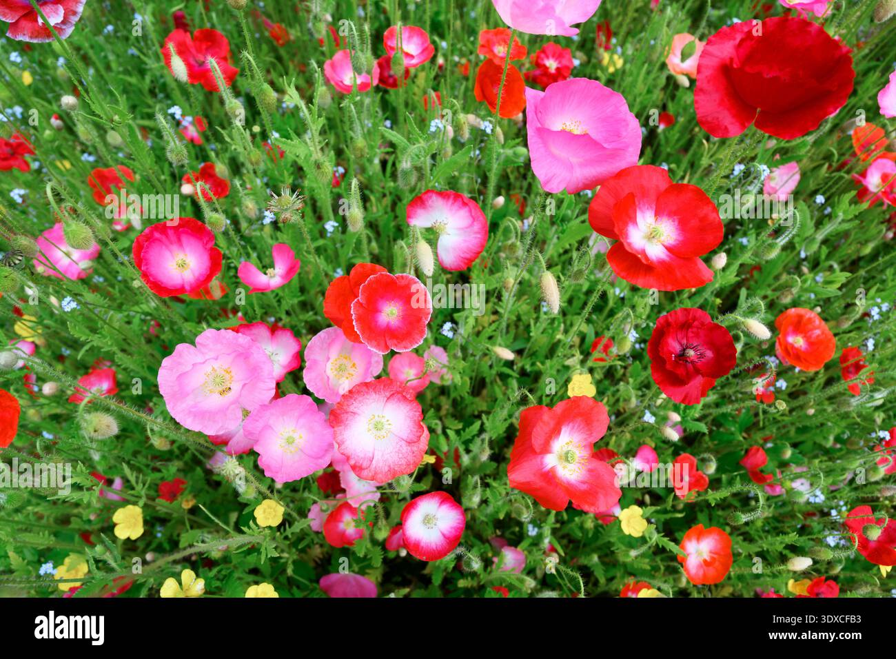 Vibranti fiori di papavero in tonalità di rosso e rosa tenui che coprono un paesaggio erboso. Fiori selvatici di stagione, tappeti floreali, vegetazione fresca, natura all'aperto Foto Stock