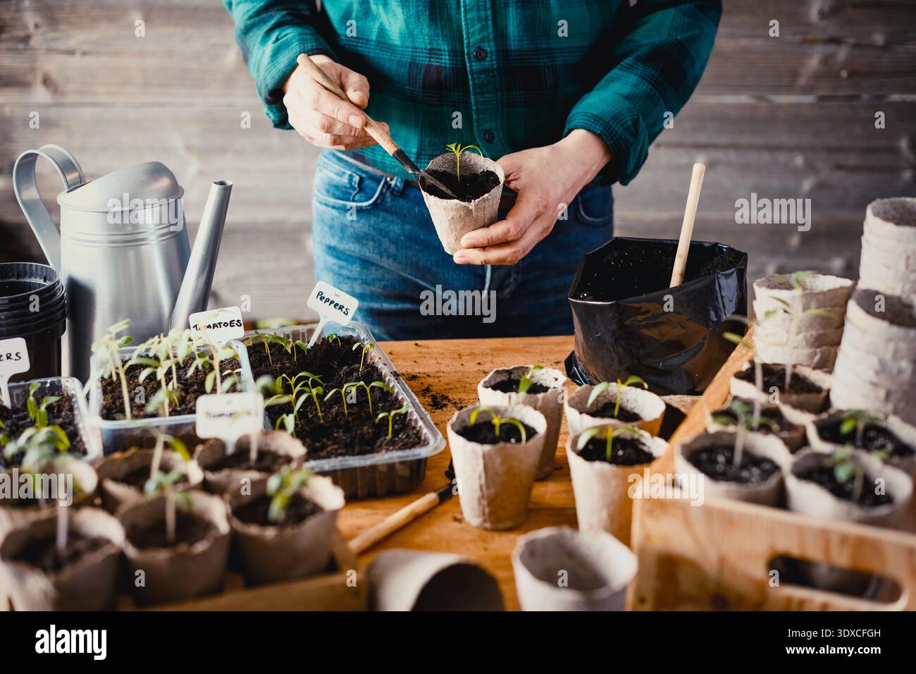 Uomo che tiene una tazza di torba con piantine di pomodoro giovani sullo spazio di lavoro per la semina. Concetto di giardinaggio interno con verdure primaverili Foto Stock