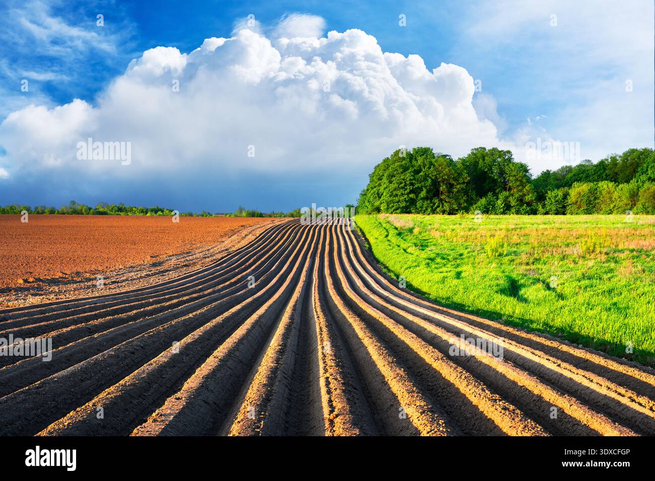 Terreni agricoli appena lavorati con profondi solchi paralleli che conducono verso alberi verdi e cielo blu. Contesto agricolo, preparazione del raccolto, prospettiva, paesaggio rurale Foto Stock