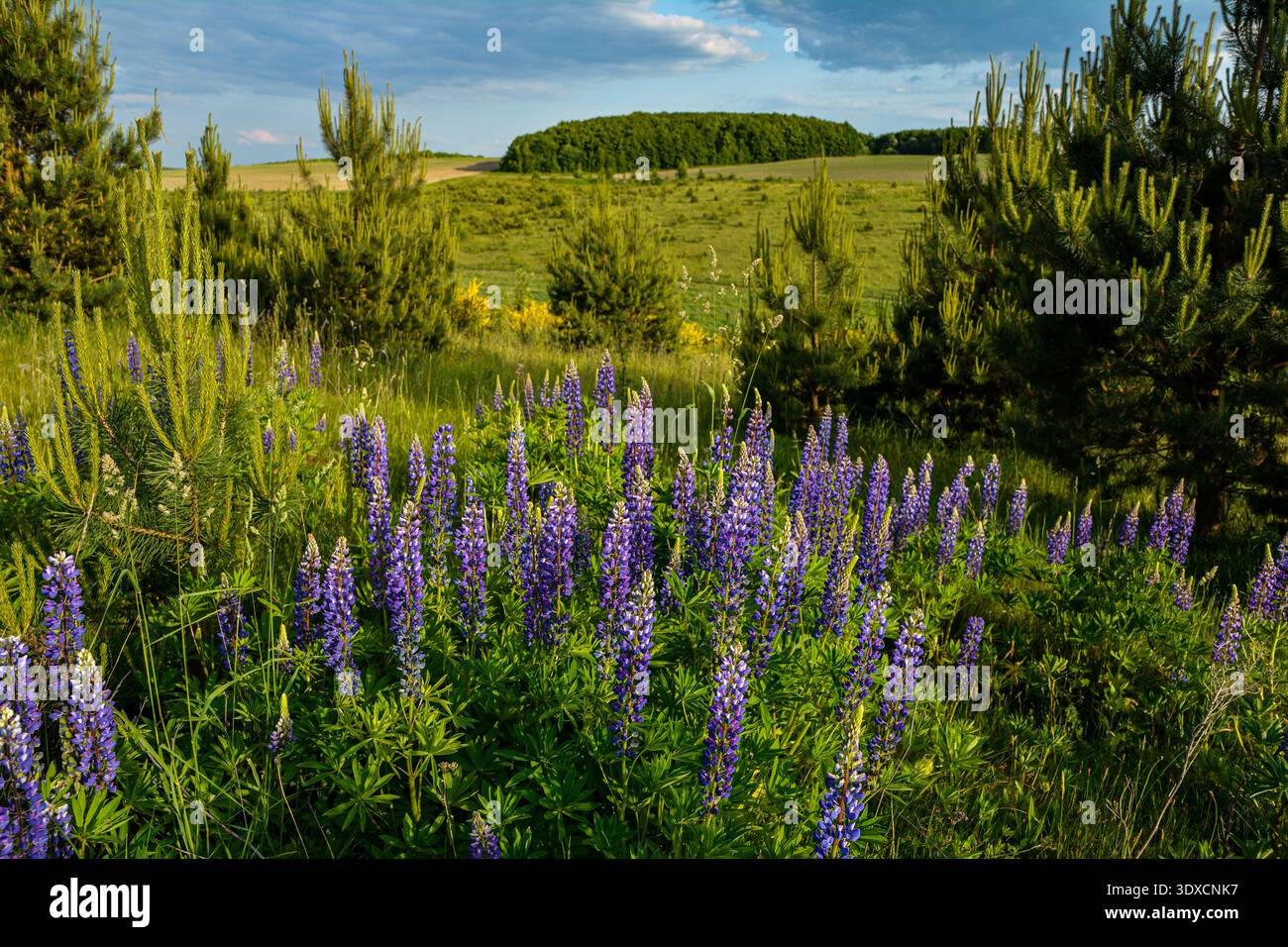 Un prato ricoperto di lupino fiorito con pini e alberi in una soleggiata giornata estiva. Paesaggio estivo con lupino in primo piano contro un cielo blu. Foto Stock