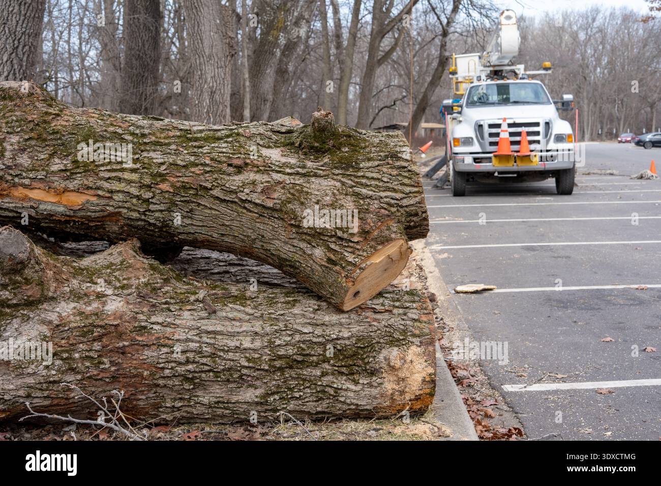 Una foto descrittiva della manutenzione di alberi municipali in un'area di parco pubblico. In primo piano, vengono accumulati diversi tronchi di alberi grandi e pesanti con corteccia ruvida Foto Stock