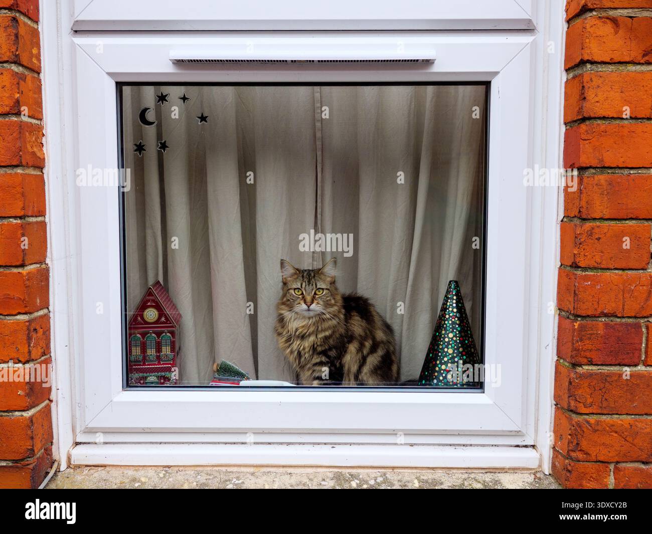 Gatto da tavola domestico seduto a casa in casa con vista dalle finestre con doppi vetri, Inghilterra, Regno Unito Foto Stock