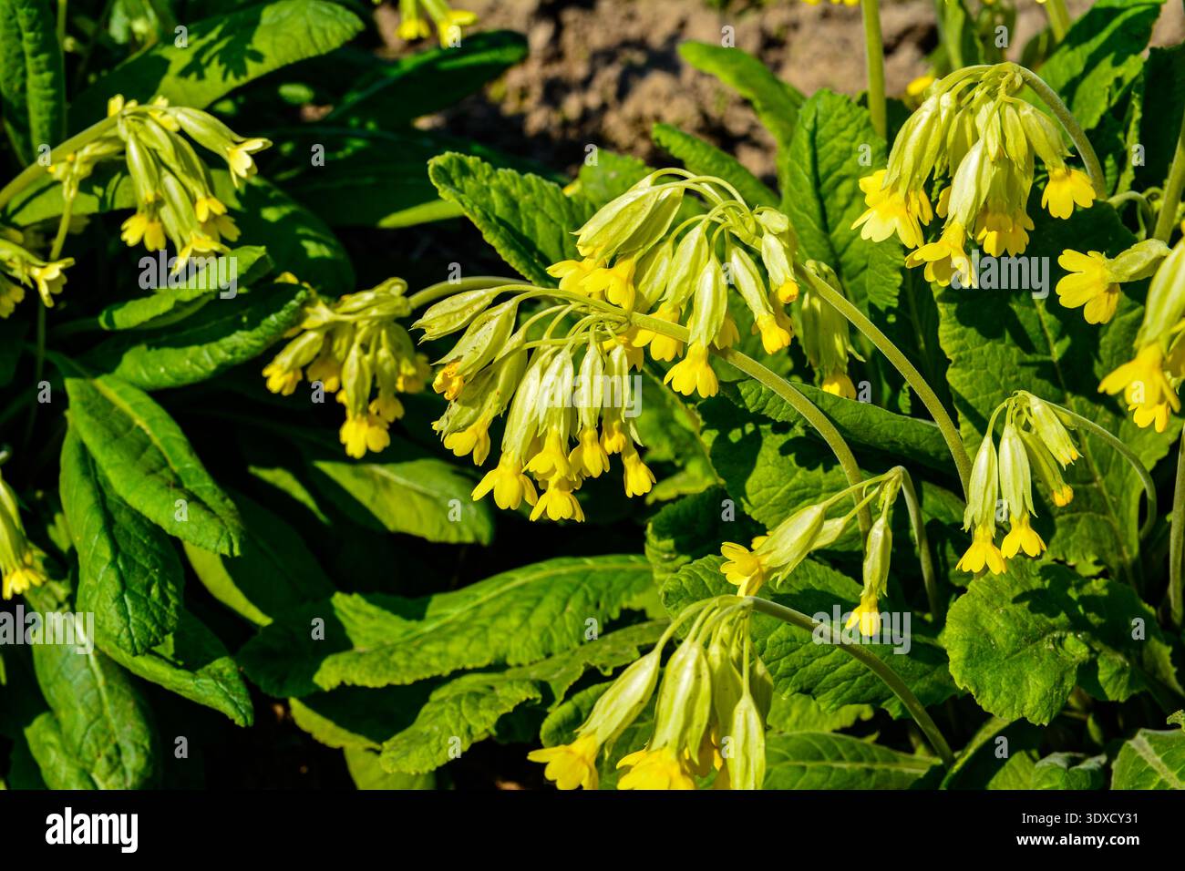 Primula veris (cowslip, comune cowslip, cowslip primrose; syn. Primula officinalis Hill) è una pianta erbacea perenne fioritura delle piante in primrose fam Foto Stock