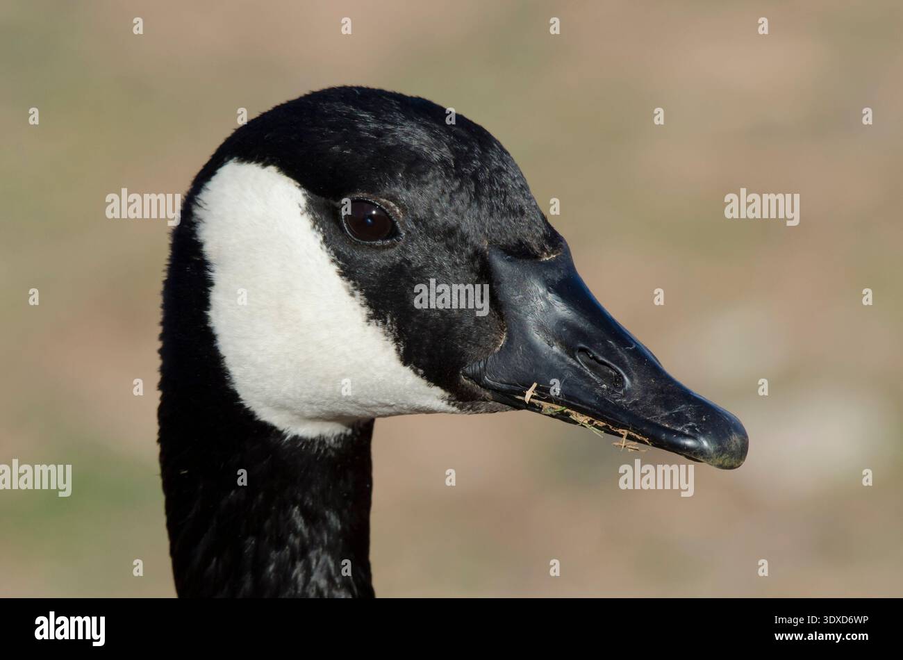 Canada Goose, Branta canadensis, ritratto Foto Stock