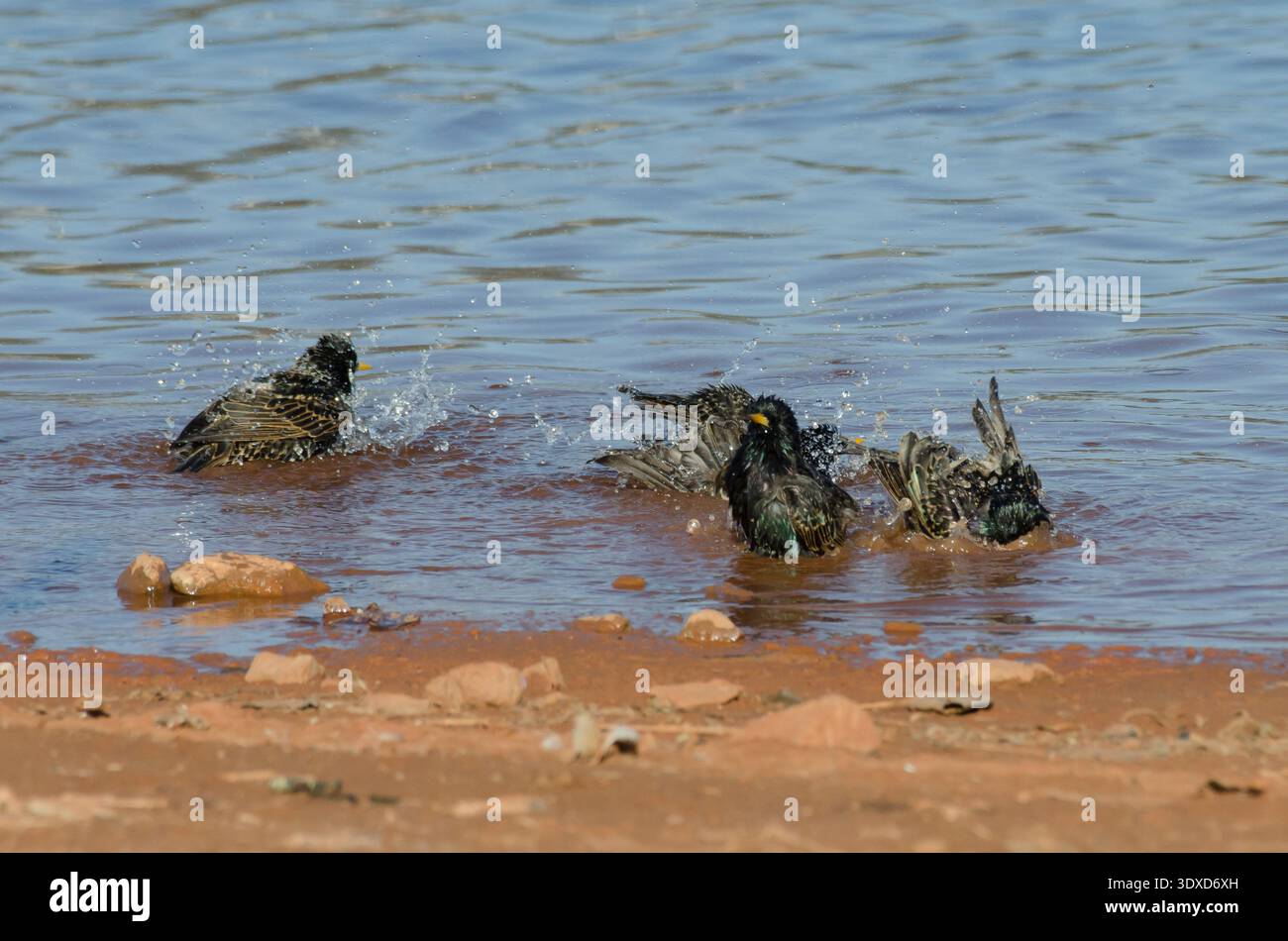 European Starlings, Sturnus vulgaris, bagni di gruppo sulla riva del lago Foto Stock