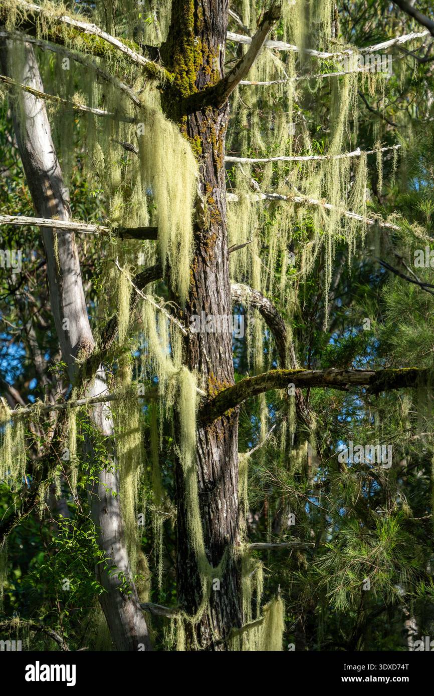 Muschio spagnolo (Tillandsia usneoides) che cresce sugli alberi, Cooloola National Park, Queensland Australia Foto Stock