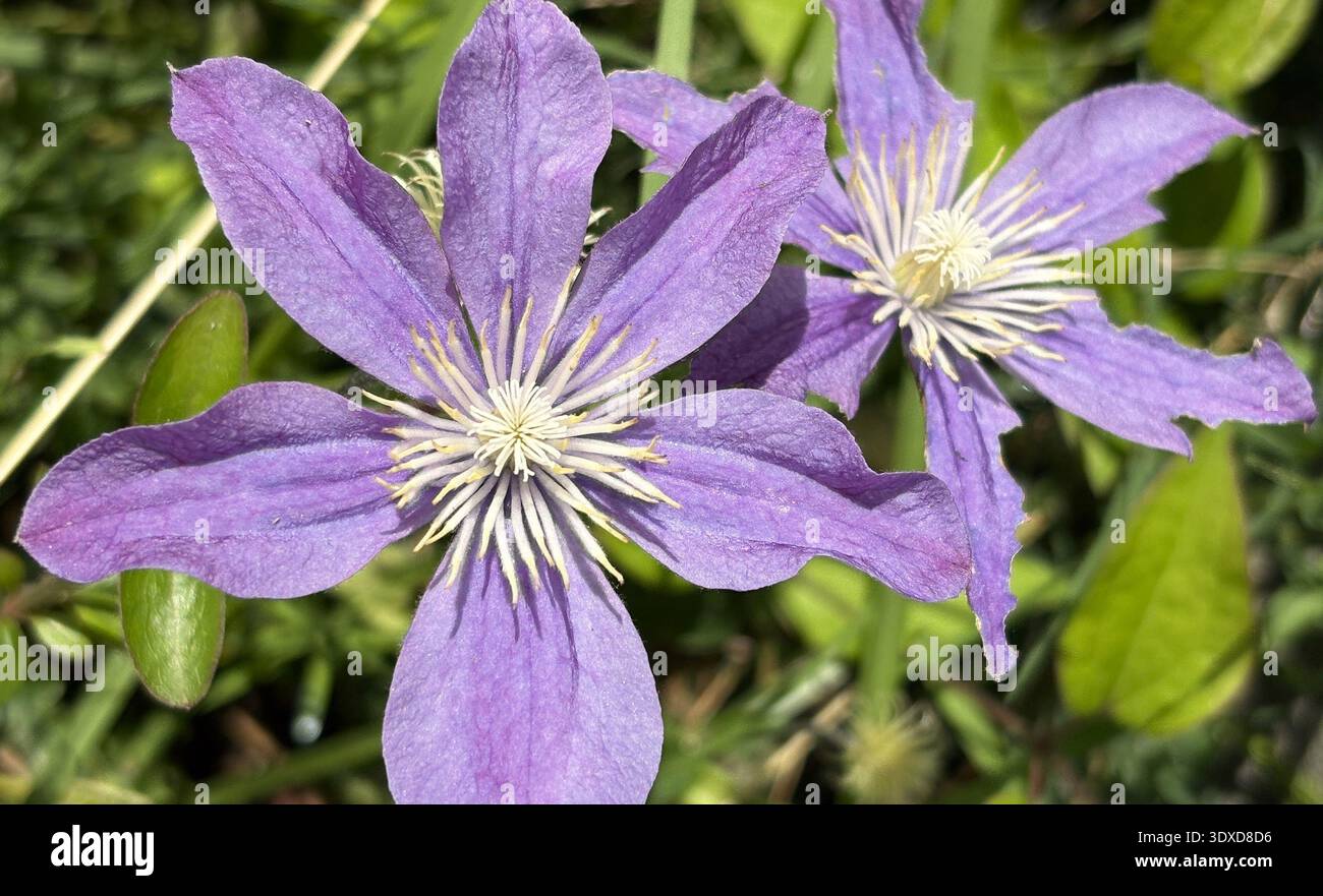 Fiori Clematis viola con luce naturale soffusa Foto Stock