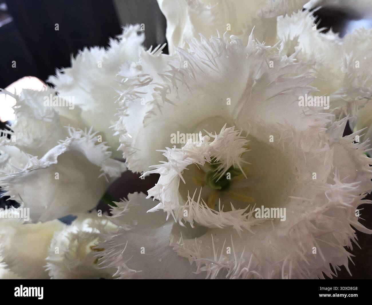 Primo piano dei fiori WhiteTulip per luna di miele con frange Foto Stock