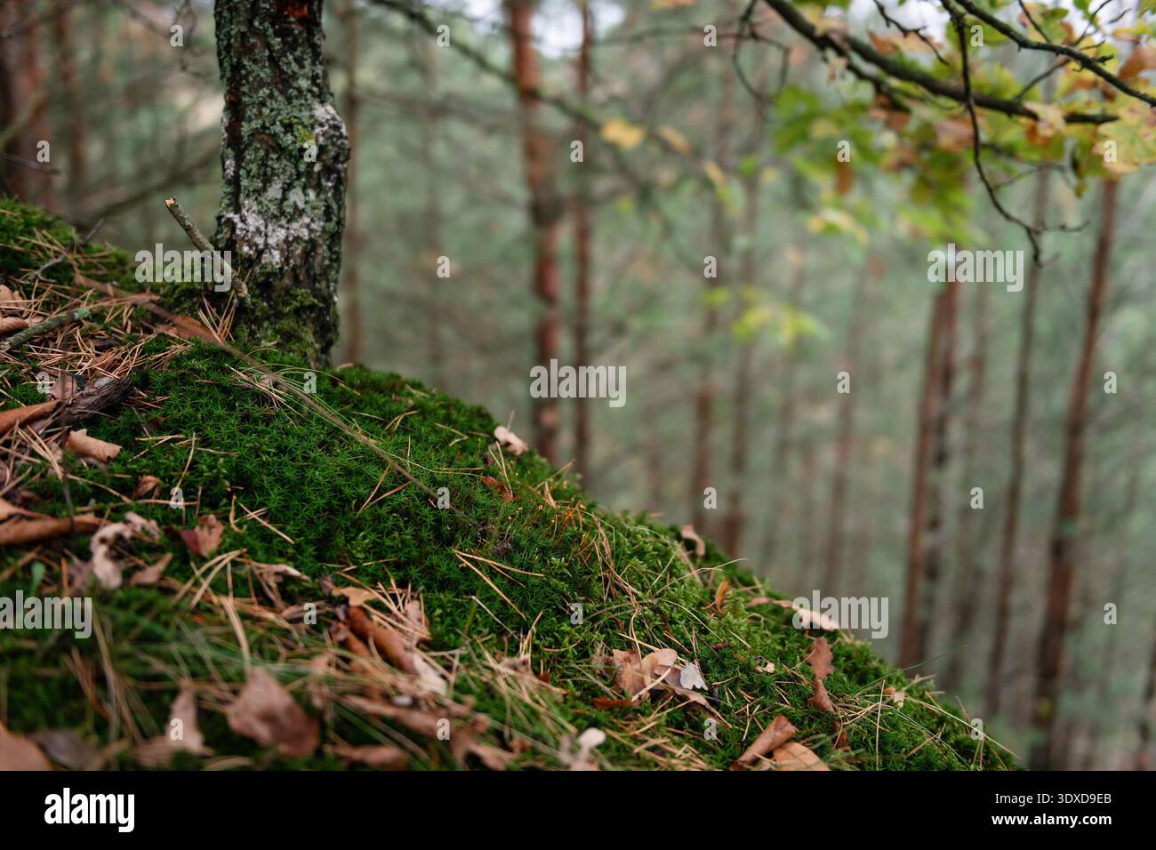 Primo piano di un bosco muscoloso su una collina. Terreno ricoperto di muschio verde disseminato di aghi di pino autunnali e foglie alla base di un albero ricoperto di licheni. Foto Stock