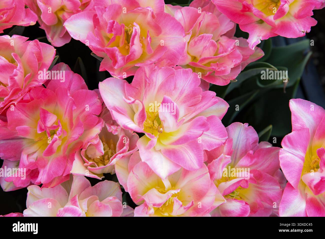 Doppio tulipani rosa e crema illuminati dal sole con una fioritura centrale completamente aperta che rivela un interno dorato, dettagli in foglia verde. Foto Stock