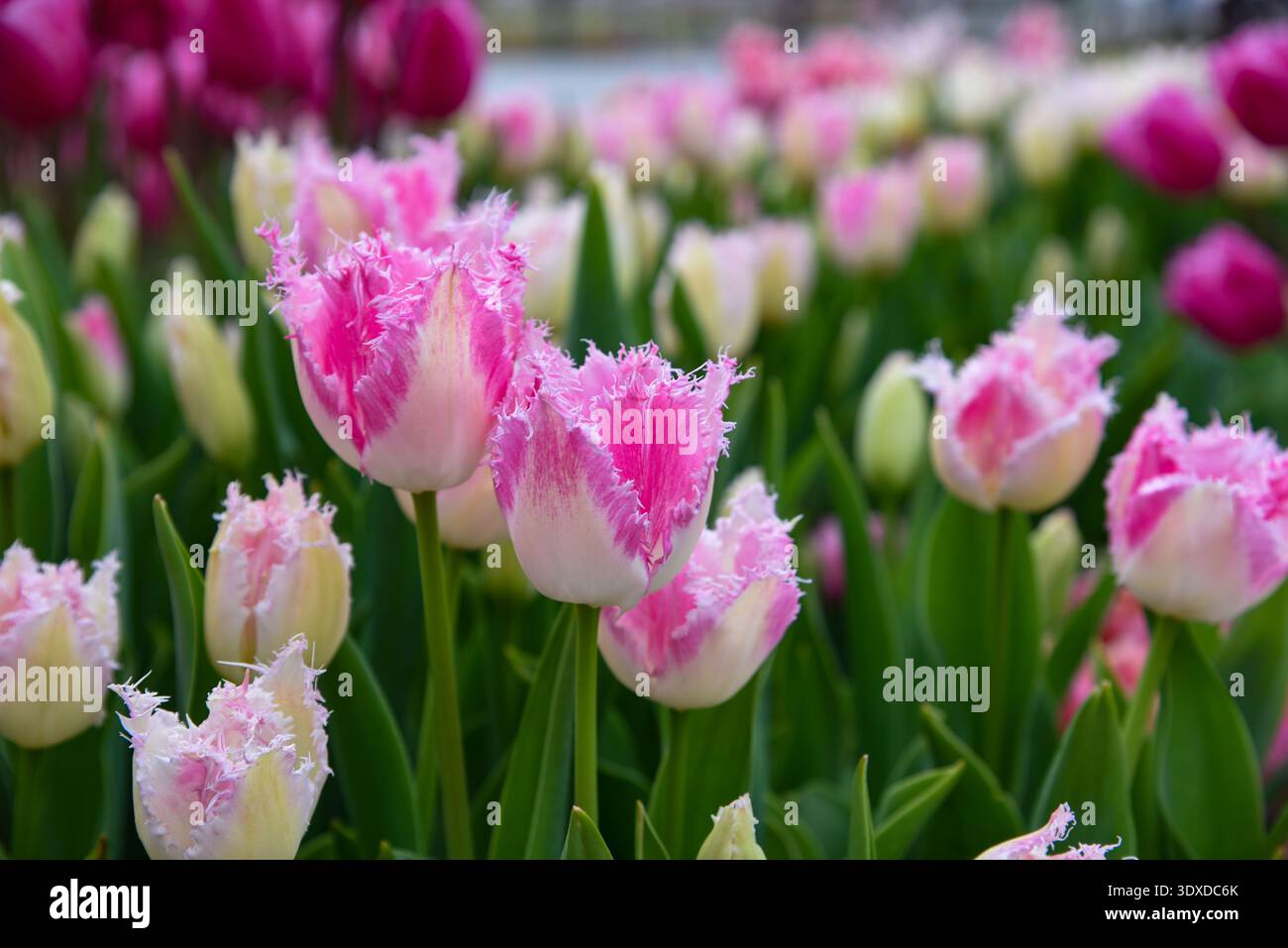 I tulipani con frange bianche e rosa e bordi piuma riempiono il primo piano, con magenta intenso e tulipani crema leggermente sfocati dietro. Foto Stock