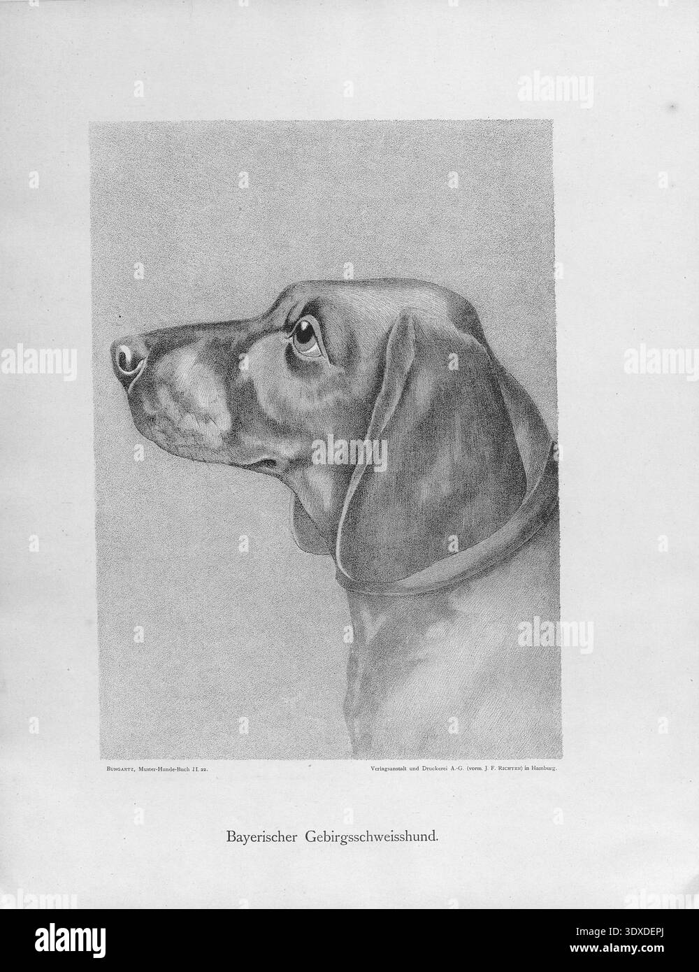 Questa dettagliata litografia in bianco e nero del 1890 raffigura la testa nobile di un monte bavarese Scent Hound, che mostra le sue caratteristiche distintive e le caratteristiche di razza Foto Stock