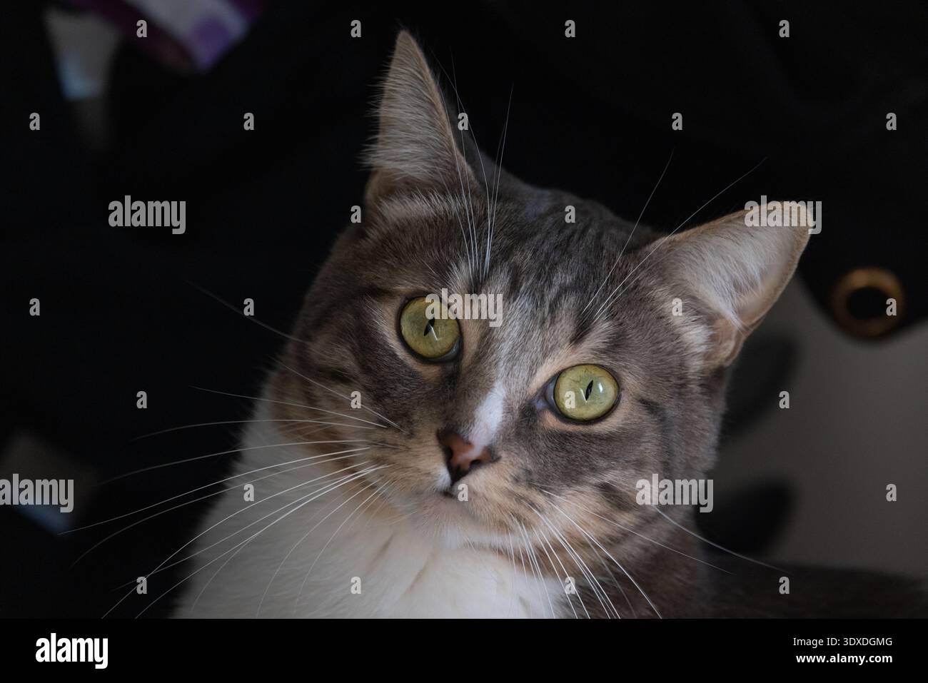 Un gatto con gli occhi verdi sta fissando la telecamera. Il gatto è seduto su una superficie ed è curioso di conoscere lo spettatore Foto Stock