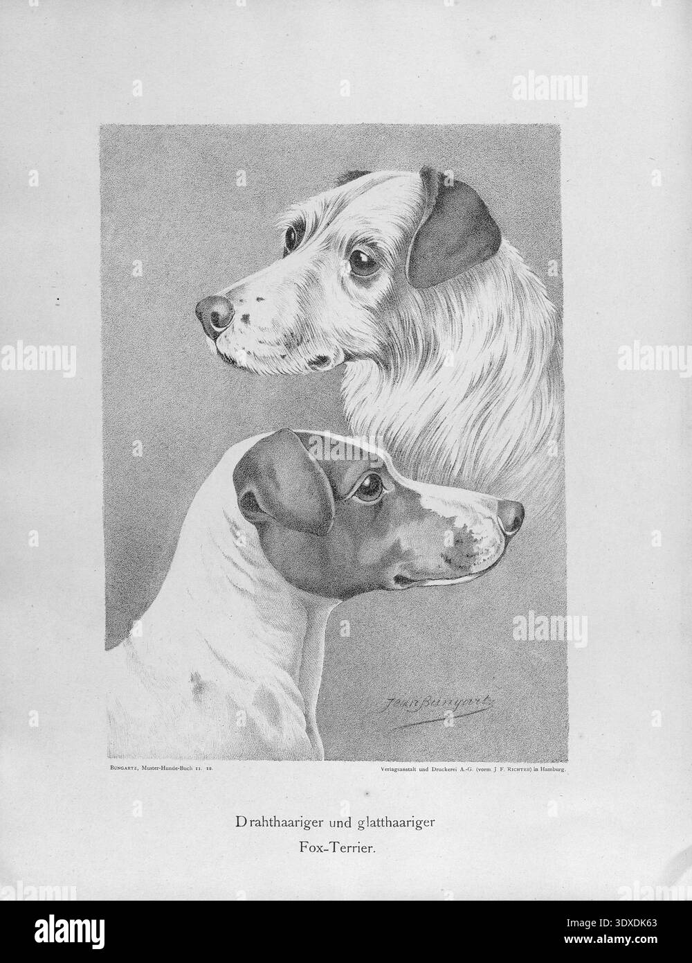 Una litografia dettagliata del XIX secolo mostra due diverse razze Fox Terrier affiancate, evidenziando le loro esclusive texture del cappotto e le caratteristiche del viso Foto Stock