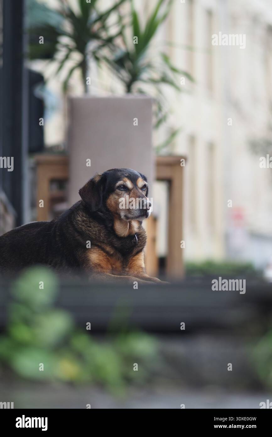 Il cane riposa tranquillamente fuori da un negozio in città Foto Stock