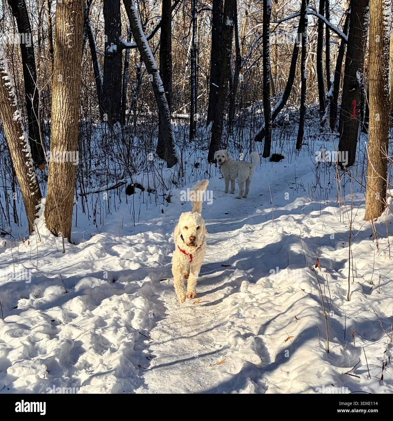 Goldendoodles ama stare fuori nella neve. Foto Stock