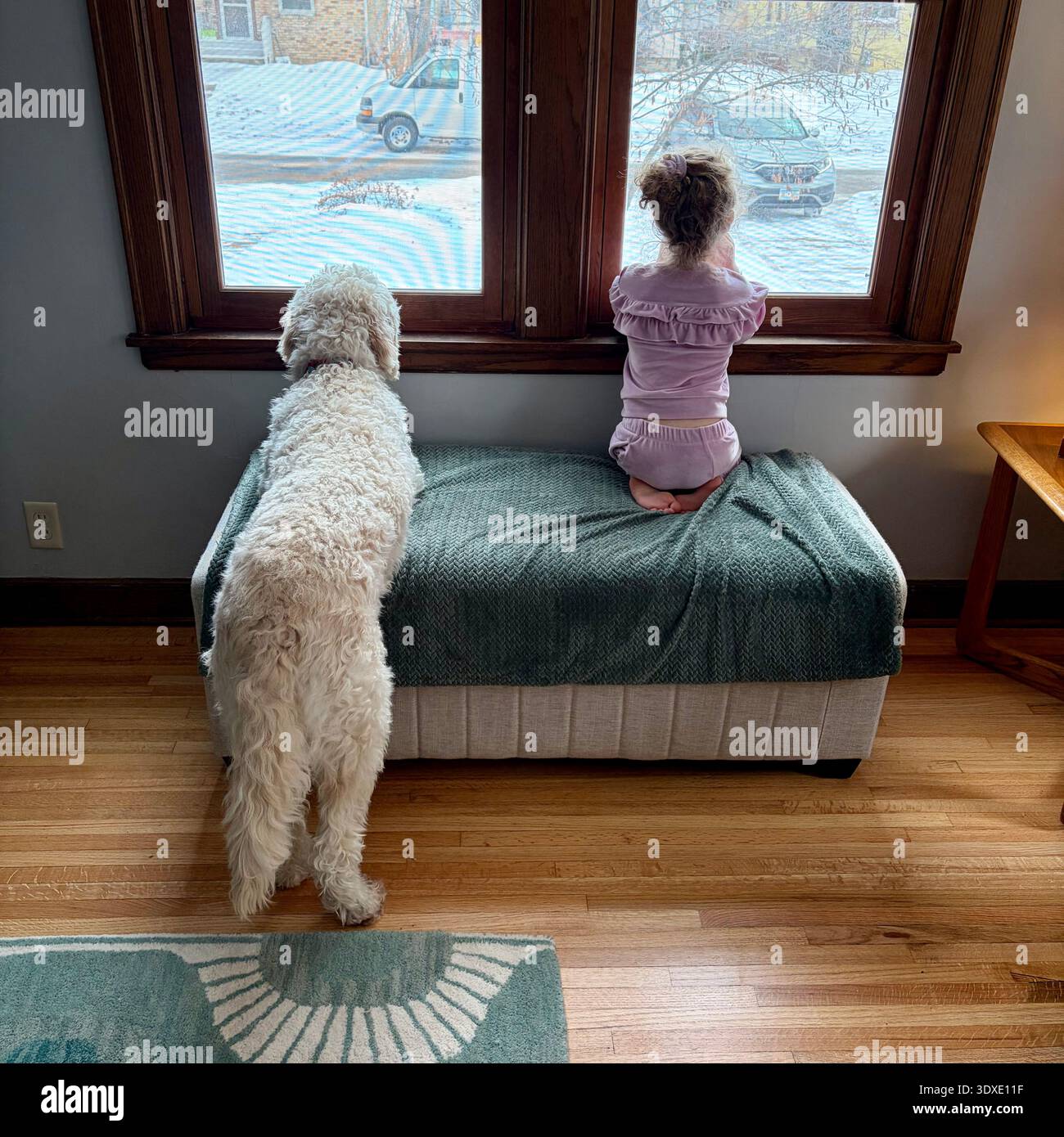 Un goldendoodle e un bambino guardano un'auto partire. Foto Stock
