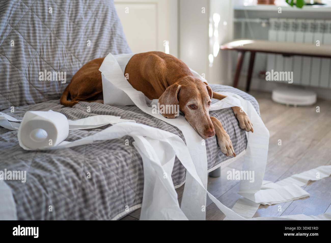 Un cane triste annoiato e cattivo giace sul divano, circondato da carta sgusciata, in attesa del ritorno del proprietario Foto Stock