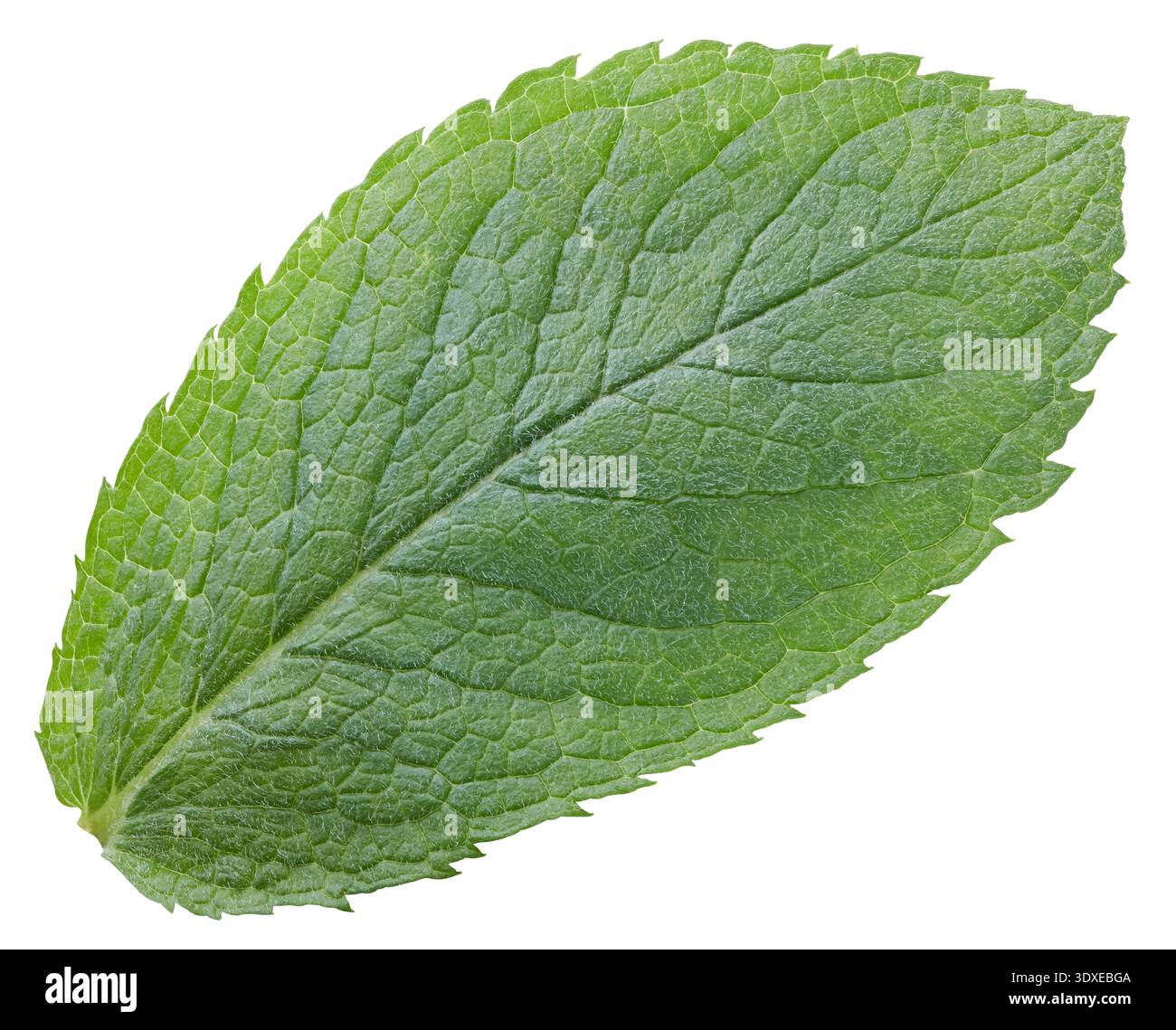 Foglia di menta isolata su sfondo bianco Foto Stock