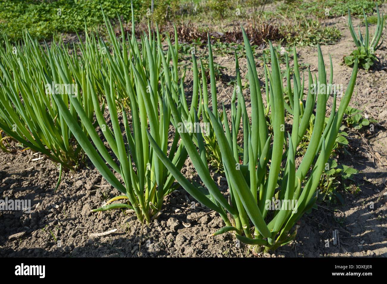 Allium fistulosum è una pianta perenne della famiglia dei narcisi. È stato coltivato come importante ortaggio fin dall'antichità in Oriente. Foto Stock