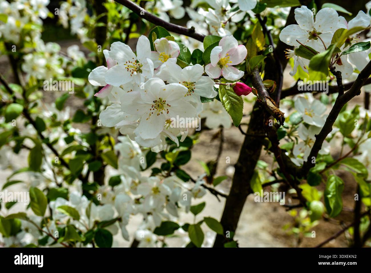 Ramo di un melo in fiore. Melo in fiore in primavera. Foto Stock