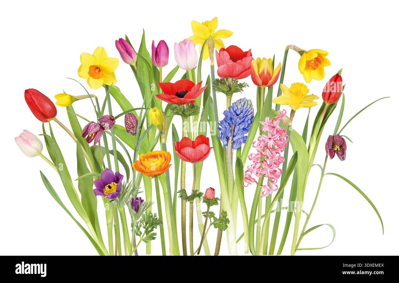 Colorato letto di fiori nel giardino in primavera Foto Stock