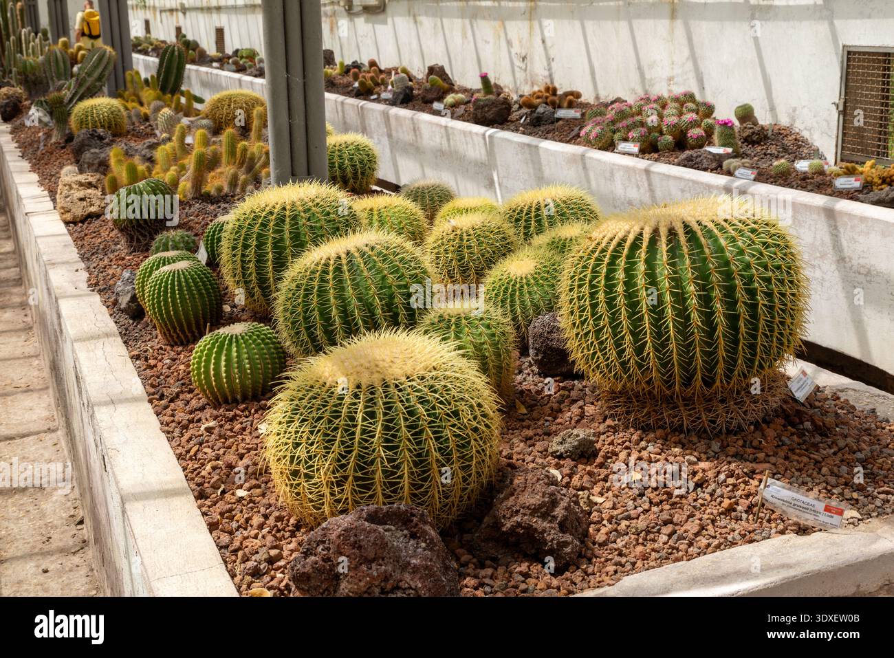 Roma, Italia - 21 aprile 2025: Cactus a botte disposti in un letto di serra che mostra specie desertiche e un paesaggio botanico strutturato Foto Stock