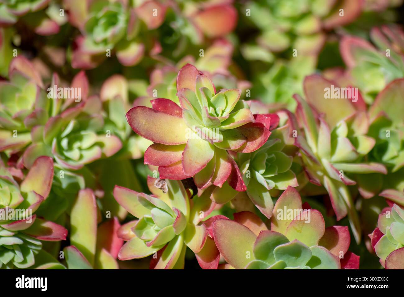Primer plano de plantas suculentas Aeonium con hojas verdes y bordes rojizos bajo luz Solar Natural. Foto Stock