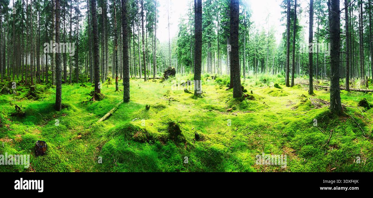 Panorama di un'incredibile foresta panoramica con alberi verdi freschi e il fogliame Foto Stock