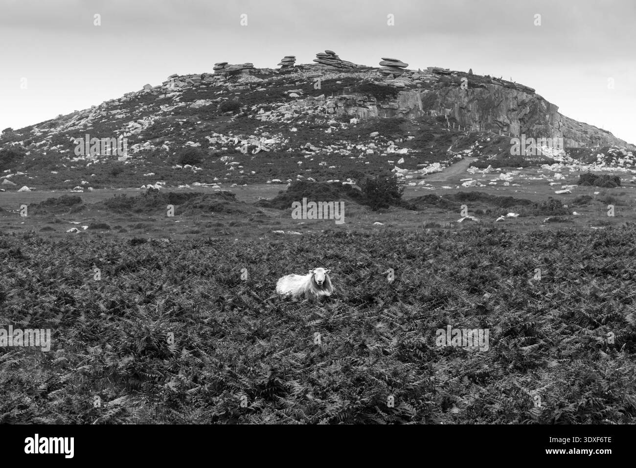 Pecora sulla Bodmin Moor con Stowe's Hill sullo sfondo, Minions, Cornovaglia, Regno Unito Foto Stock