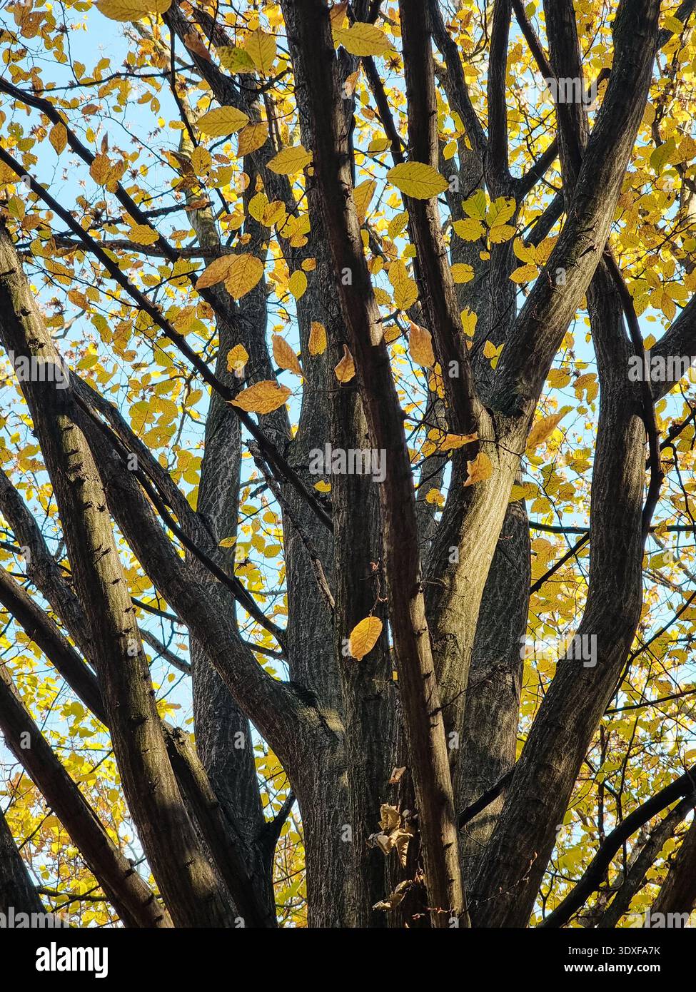 Corona di un albero nella foresta autunnale: Tronchi di alberi strutturati e fogliame autunnale. Corteccia scura di più tronchi d'albero che raggiungono l'alto, incorniciata da foglie gialle. Foto Stock