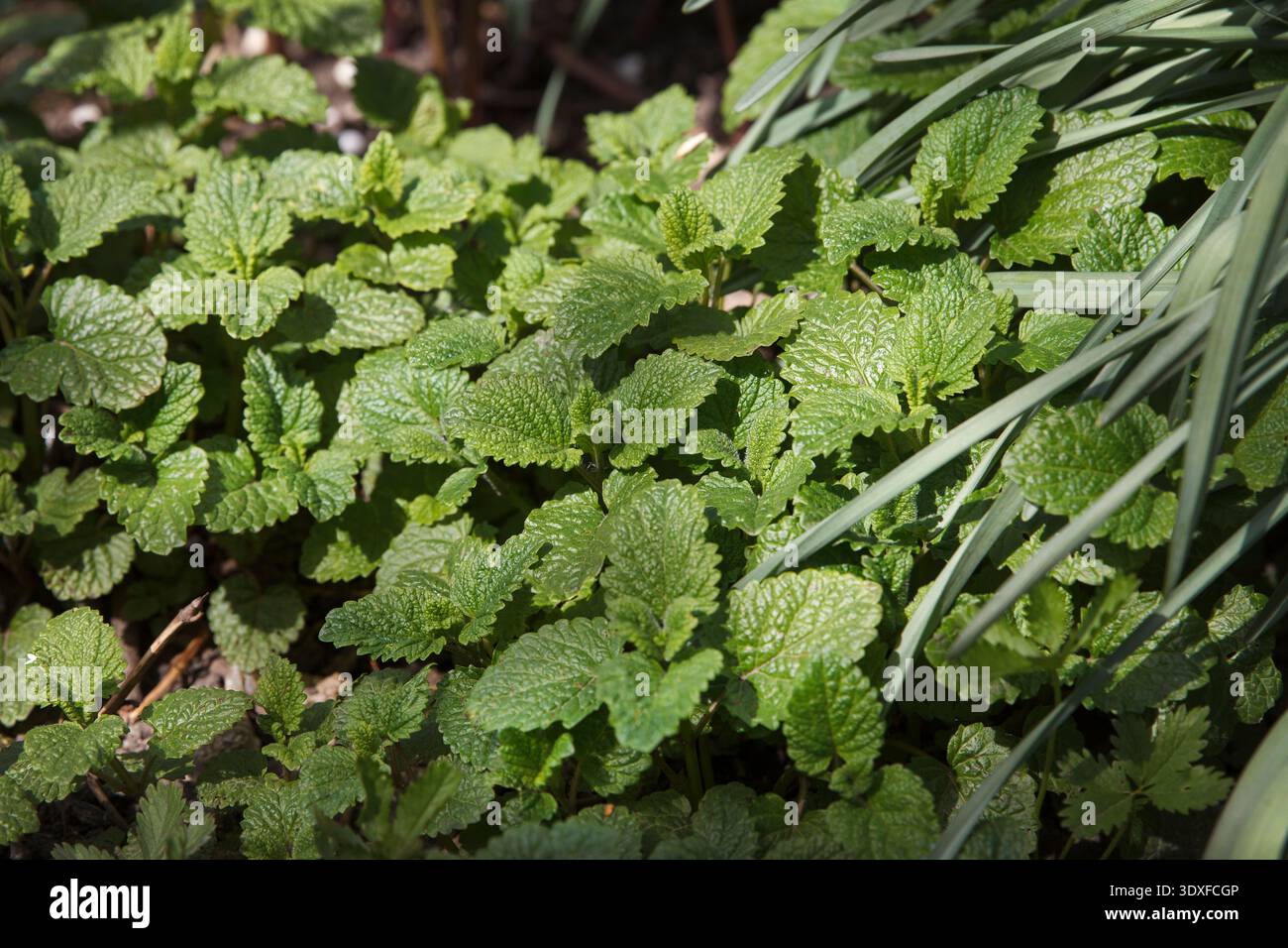 Uno shot ravvicinato di un vivace balsamo verde al limone o di una pianta di menta. Le foglie seghettate e testurizzate sono illuminate dalla luce del sole soffusa, creando una fresca e naturale Foto Stock