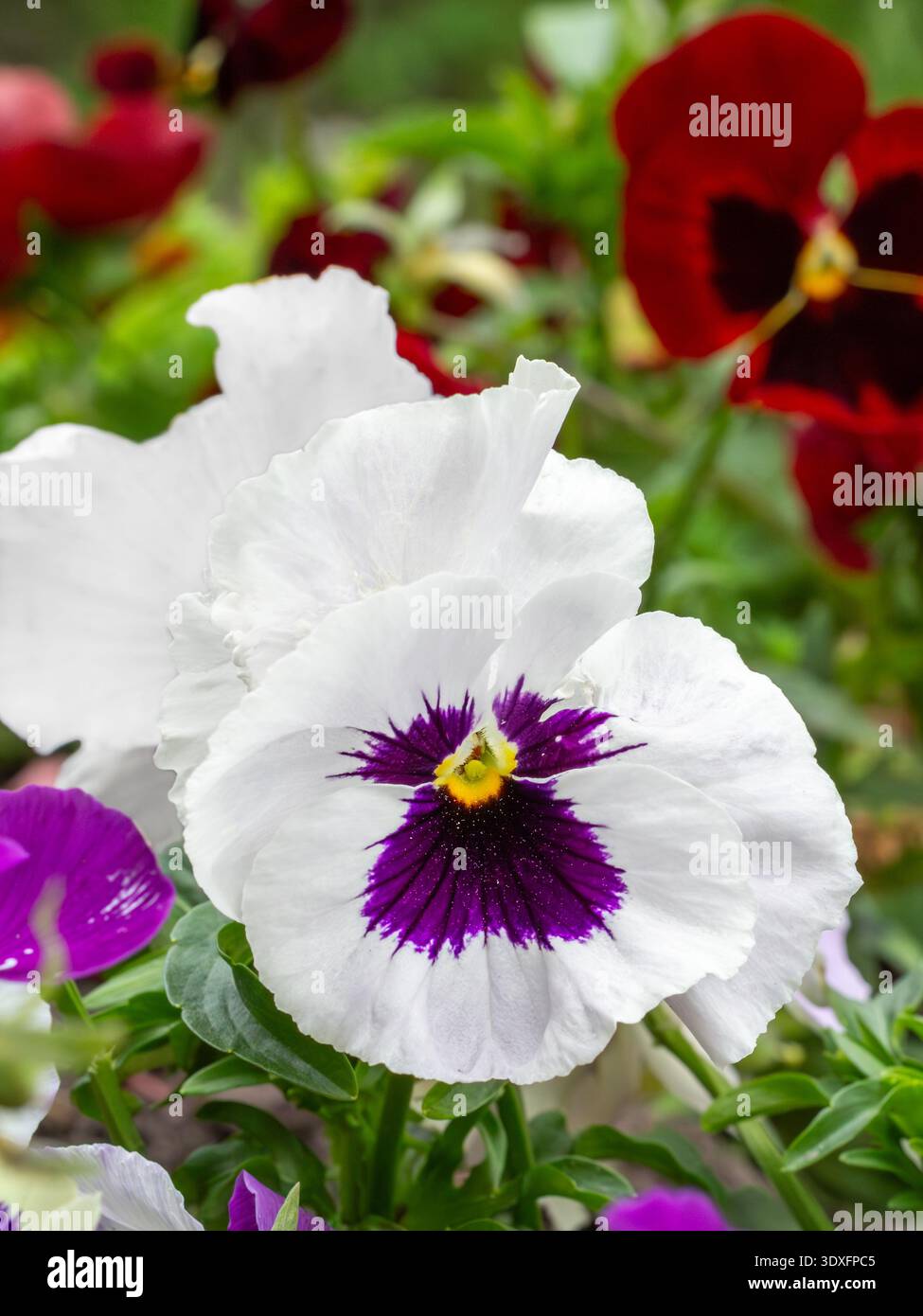 Fiore viola bianco giardino sul letto del giardino. Foto Stock