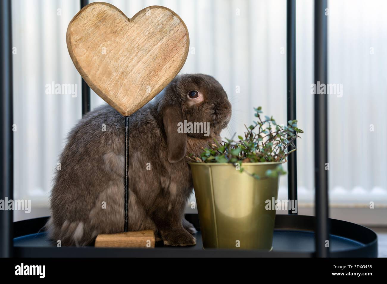 Un coniglio nano Mini Lop marrone è seduto all'interno accanto a una decorazione a forma di cuore in legno e una piccola pianta in vaso. Foto Stock