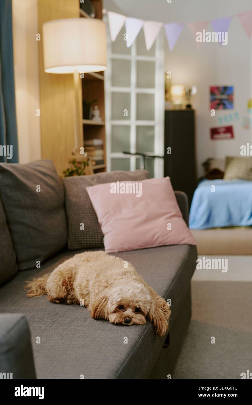 Verticale di soffice cane appoggiato sul divano in un accogliente e moderno soggiorno interno Foto Stock