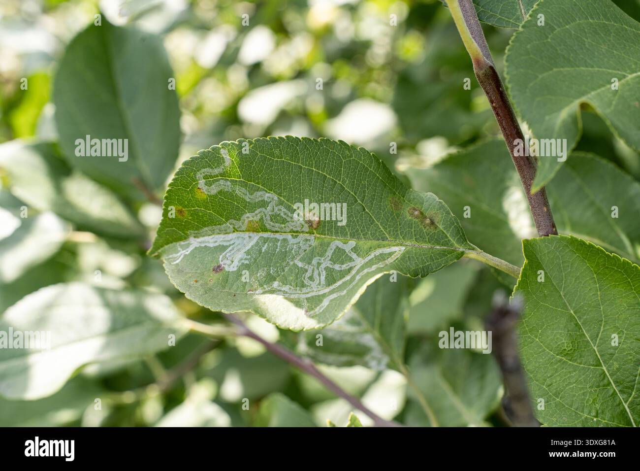 Primo piano di foglie verdi infestate da larve di minatore di foglie. I segni ritorti all'interno del tessuto delle foglie indicano una malattia delle piante infestanti. Prodotto danneggiato Foto Stock