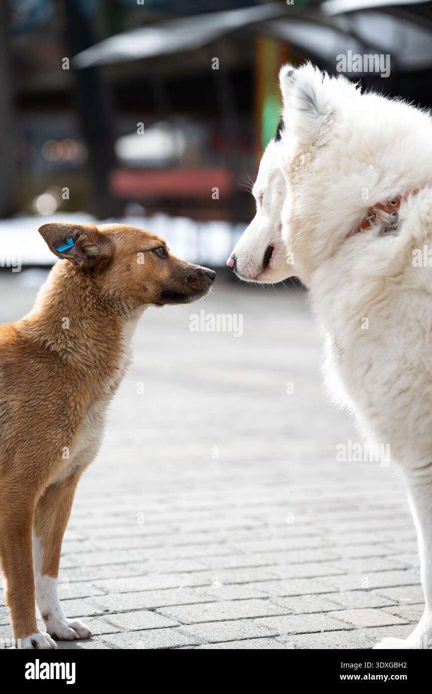 Due cani diversi che si guardano l'un l'altro, interazione sociale tra un animale domestico Samoyed e un cane randagio con un marchio auricolare. Foto Stock