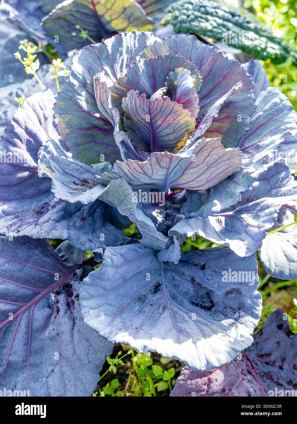 pianta di cavolo rosso coltivata in un giardino tradizionale Foto Stock
