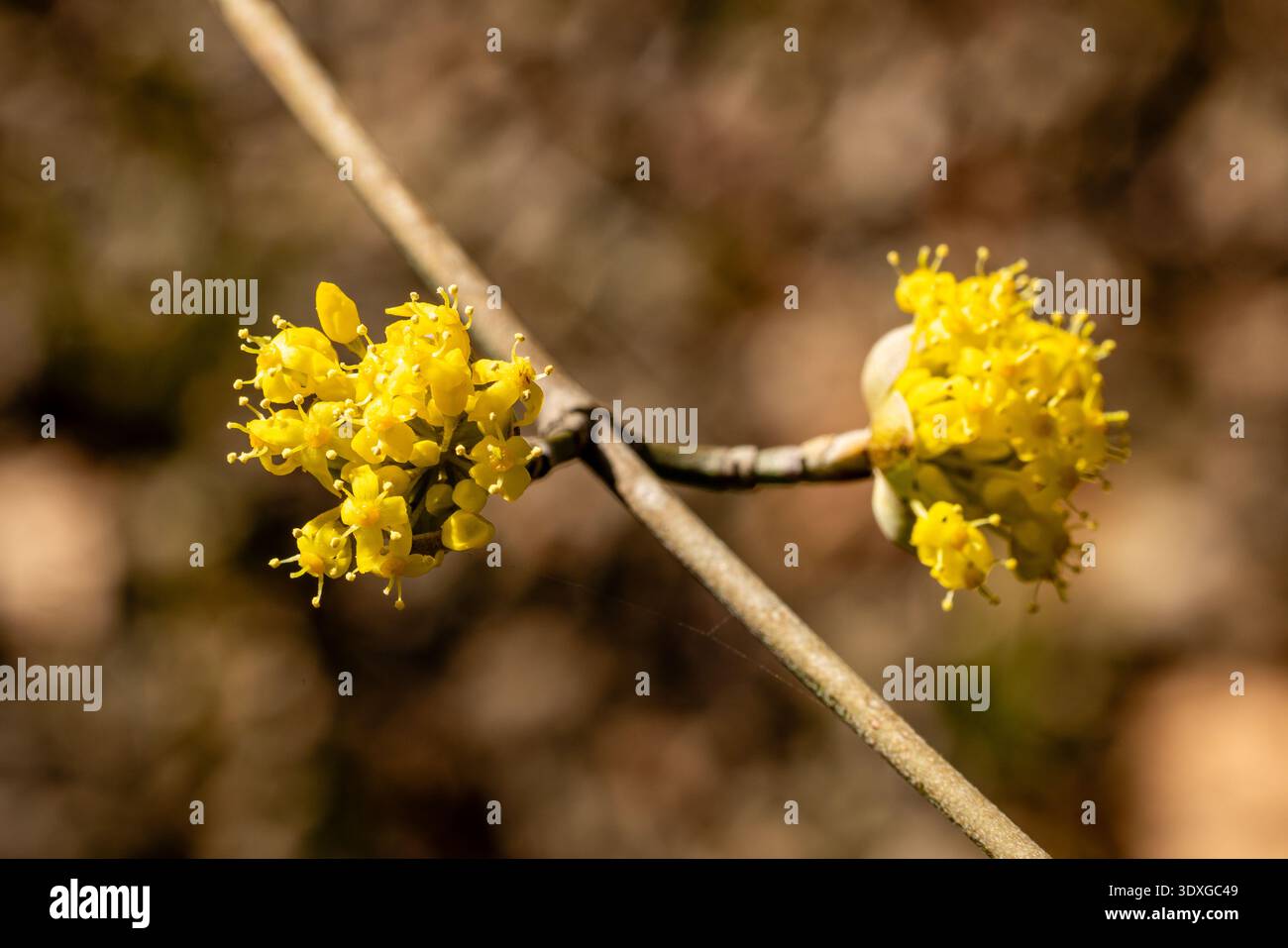 Fiore giallo di cornus officinalis, ciliegia corniola giapponese Foto Stock