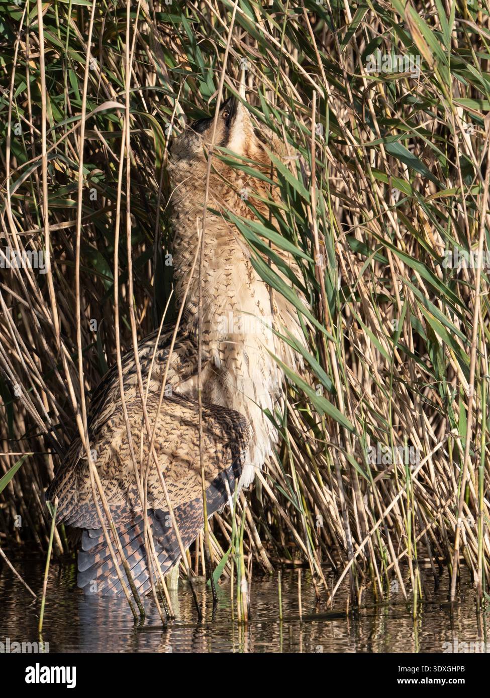 Bittern mostra il suo comportamento specializzato di torsione del collo Foto Stock