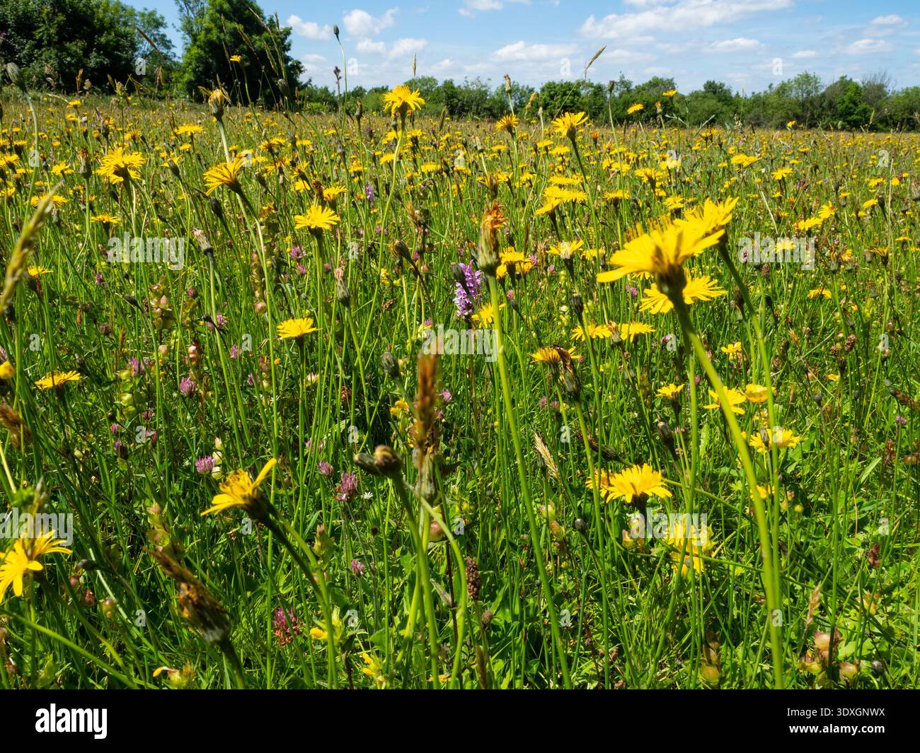 Prato di fiori selvatici con spp di alghe e orchidea maculata comune Dactylorhiza fuchsii, Hilfield Nature Reserve, Dorset County Council Reserve, Dorset, E. Foto Stock