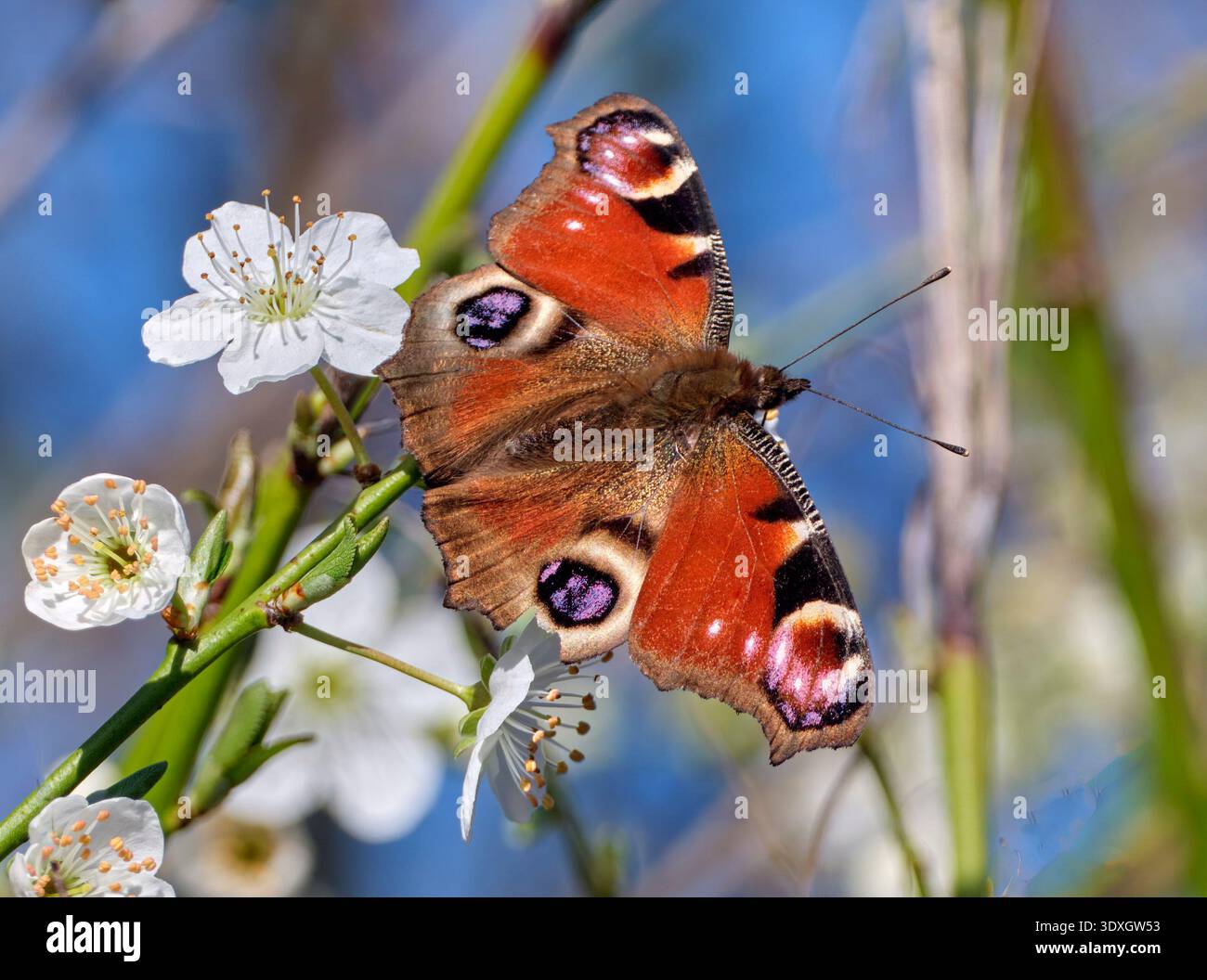 Pavone che si cova sui fiori di prugna ciliegia in primavera. Harewood Common, Andover, Hampshire, Inghilterra. Foto Stock
