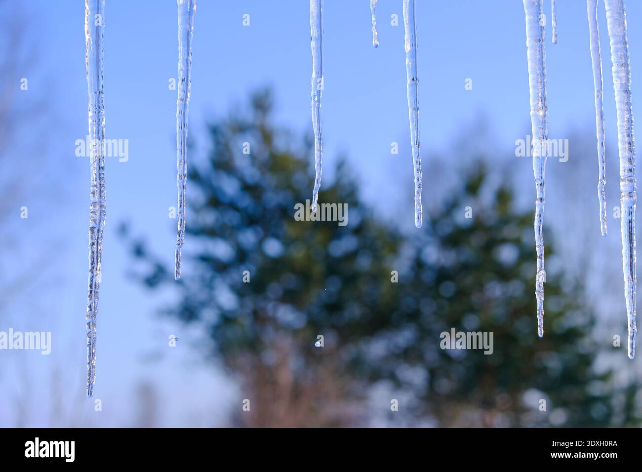 Primo piano di ghiaccioli d'acqua congelati che si fondono sulle conifere. Paesaggio naturale invernale con sfondo blu profondo del cielo e spazio fotocopie. Foto Stock