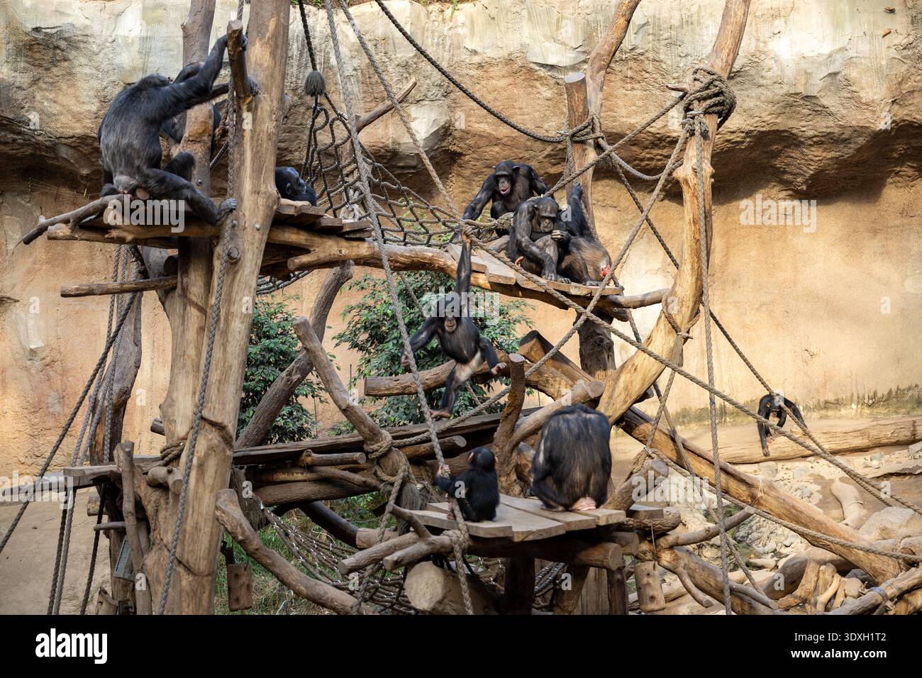 Gruppo di scimpanzé che giocano su strutture in legno lavoro di squadra e concetto di connessione sociale Foto Stock