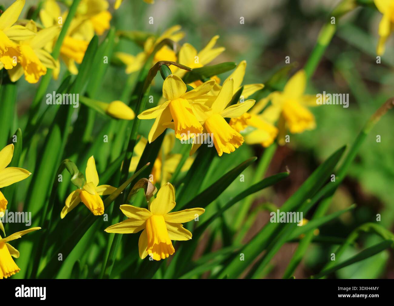 Narcisi, Narciso "Tete-a-Tete", fiorito all'inizio della primavera. Inghilterra. Foto Stock