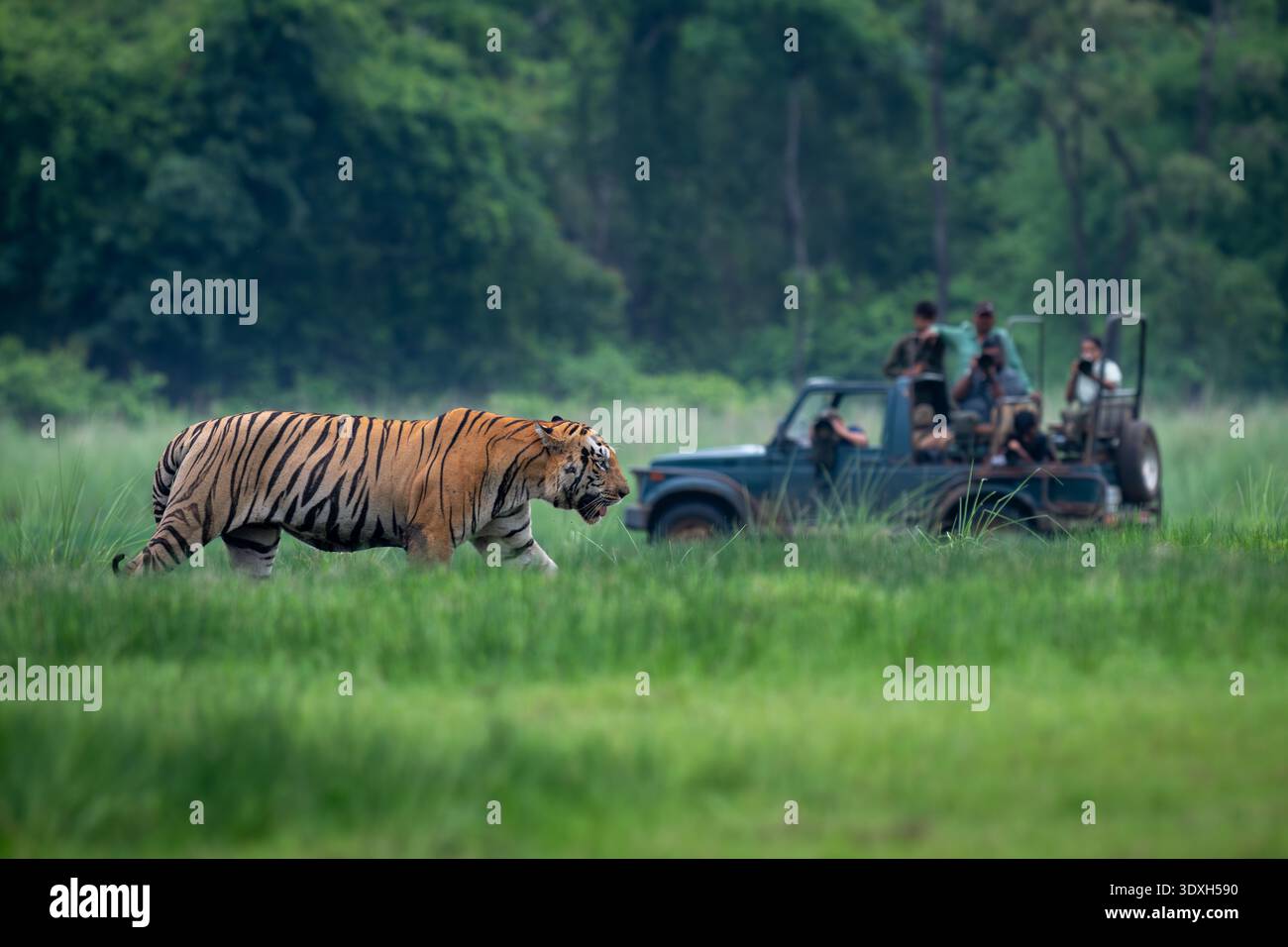 Una tigre maschio adulto cammina attraverso un prato con un veicolo turistico sullo sfondo giustapposto che mostra le dimensioni comparate a Tadoba Foto Stock