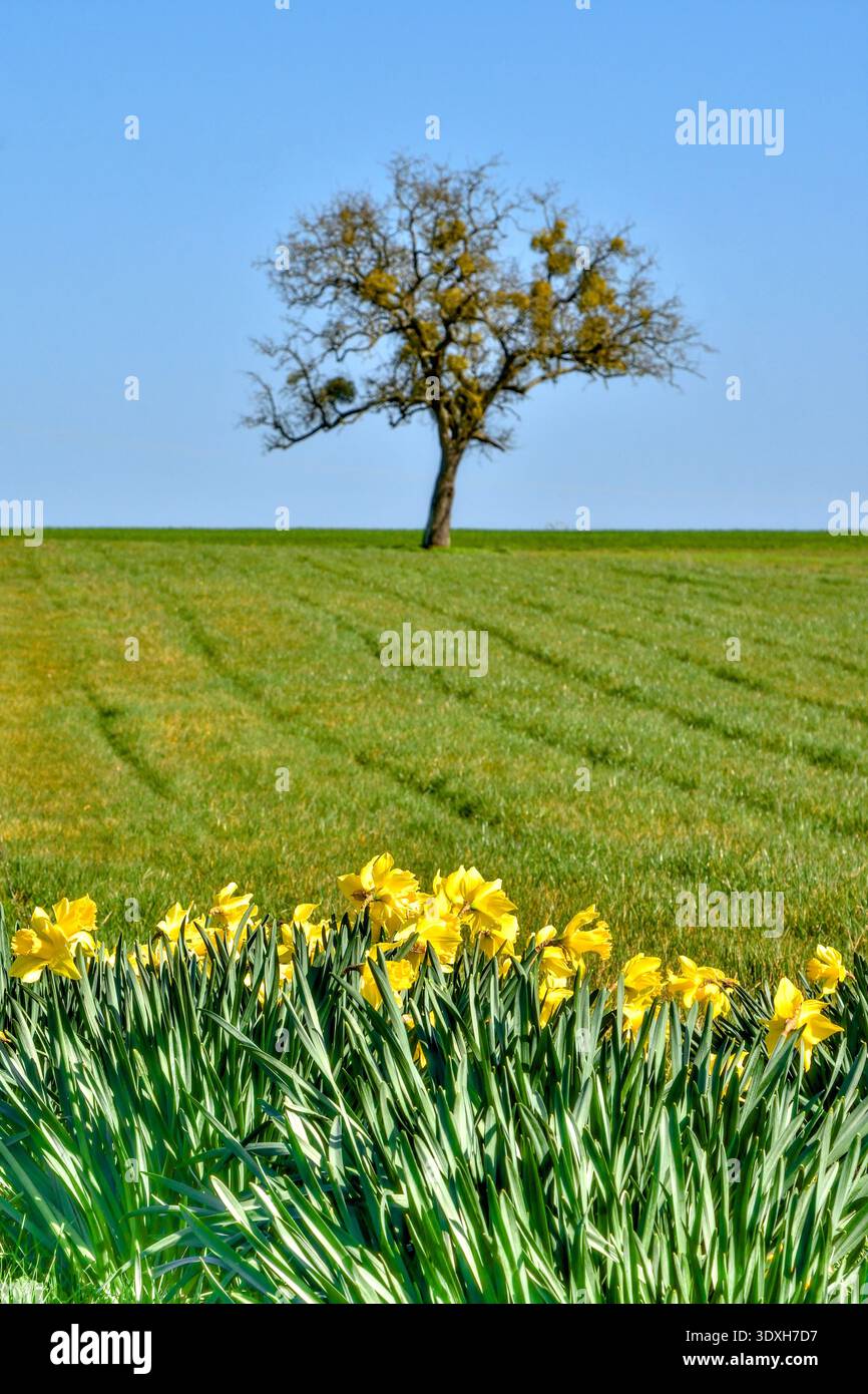 Andana di Daffodills (Narcissus pseudonarcissus) ai margini di terreni agricoli con albero di noce - Francia centrale. Foto Stock