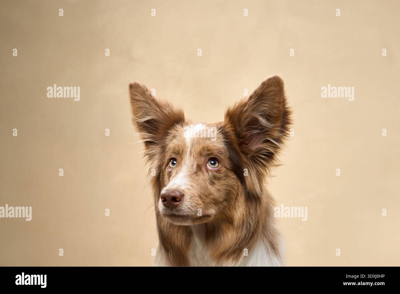 Una Collie con bordo marrone e bianco posa in posizione verticale, guardando con calma la fotocamera. Foto Stock