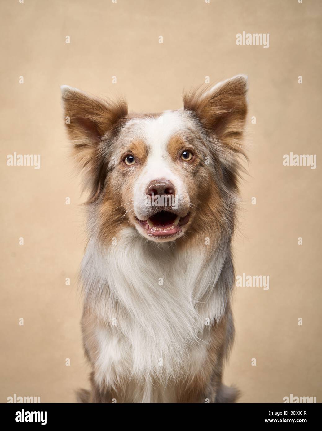 Un bordo calmo Collie guarda avanti con uno sguardo delicato in un morbido ambiente beige. Foto Stock